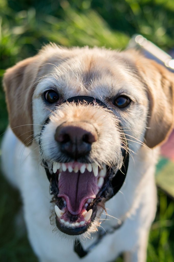 labradoodle, dog, labrador-1499231.jpg