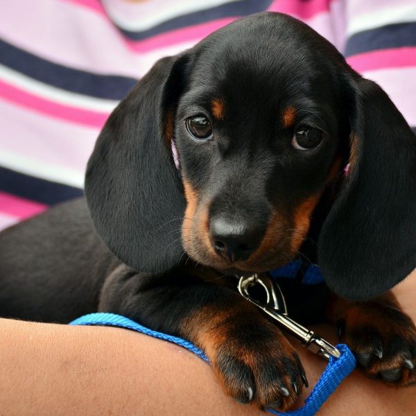 dachshund, puppy, pet-1519374.jpg