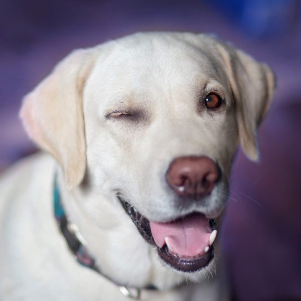 dog, labrador, funny-2944964.jpg